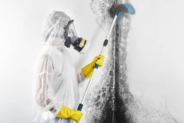 Best Industrial Mold Remediation  in Ringgold, GA