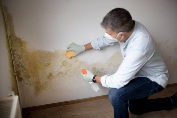 Best Mold-Related Health Consultation  in Ringgold, GA