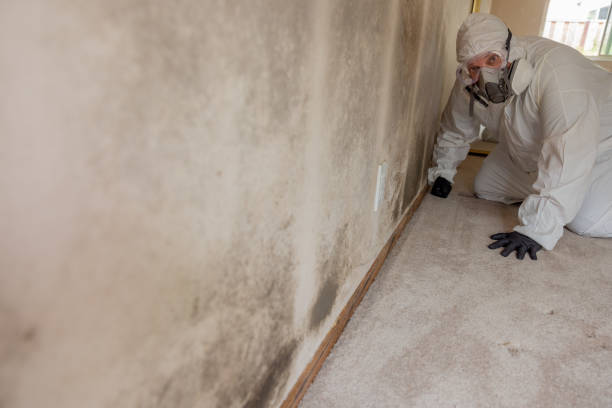 Best Mold Prevention Services  in Ringgold, GA